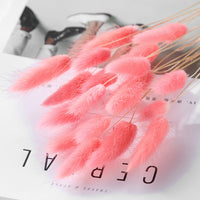 Home Decoration Ornaments - Rabbit Tail Grass Dried Flower Bouquet